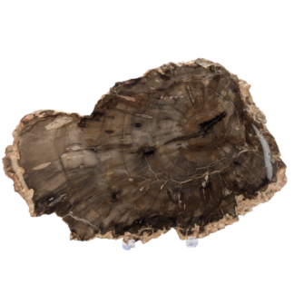 Petrified Wood