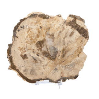 Petrified Wood