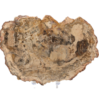 Petrified Wood