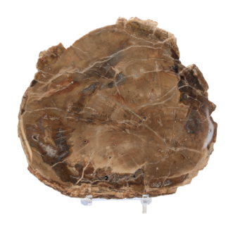 Petrified Wood