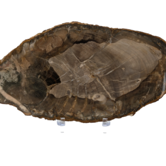 Petrified Wood
