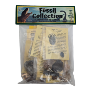 Fossil Collection