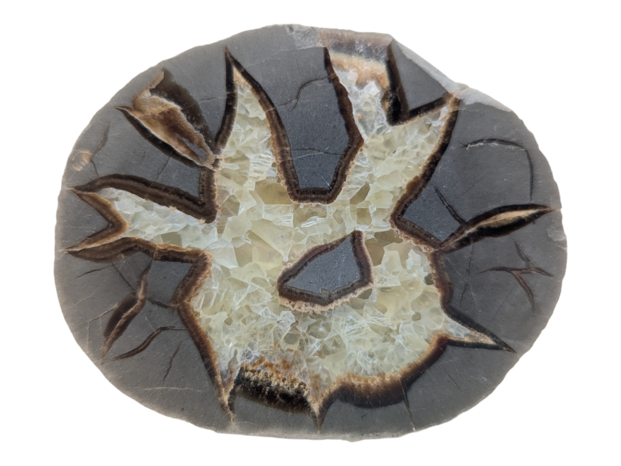 Septarian Geode – Open Half