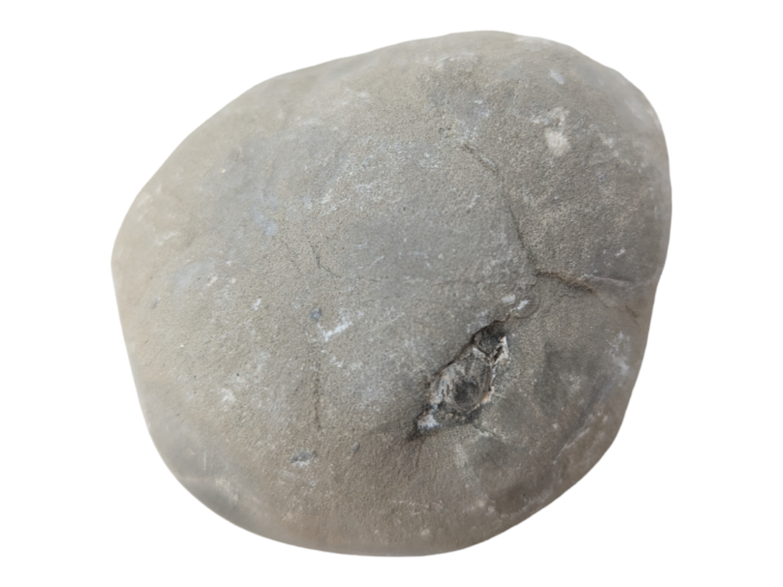 Septarian Geode - Open Half - Image 3