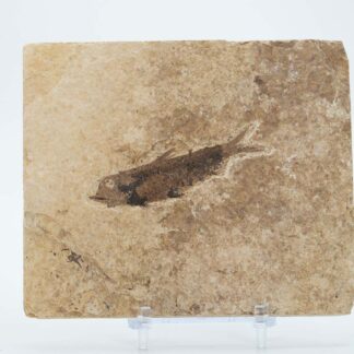 Knightia Eocaena Fish Fossil