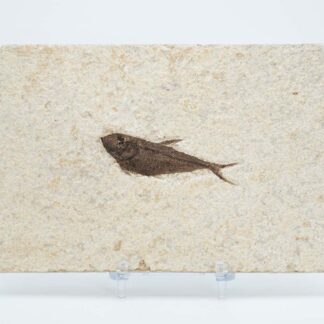 Knightia Alta Fish Fossil