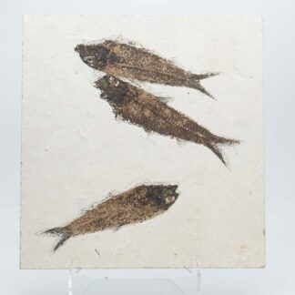 Knightia Eocaena Fish Fossils