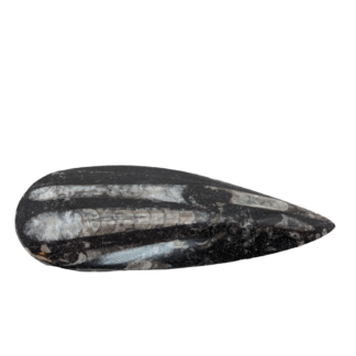 Polished Orthoceras