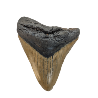 Carcharocles Megalodon Tooth