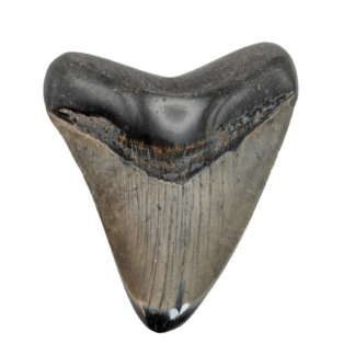 Polished Carcharocles Megalodon Tooth