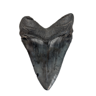 Carcharocles Megalodon Tooth