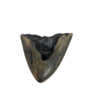 Carcharocles Megalodon Tooth