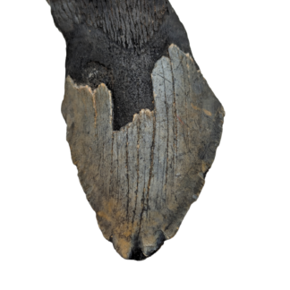 Carcharocles Megalodon Tooth