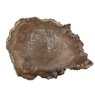 Petrified Wood Slab