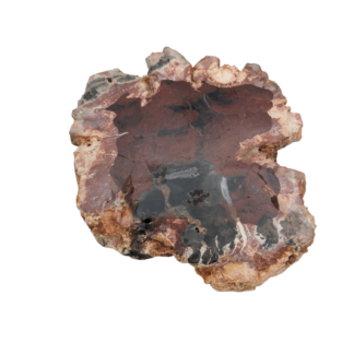 Petrified Wood Slice