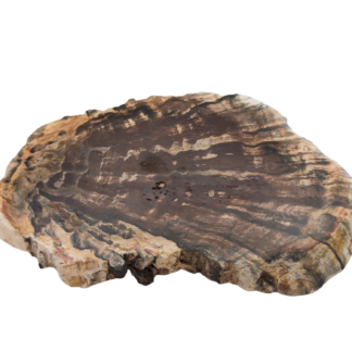 Petrified Wood Slice