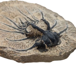 Dicranurus Fossil