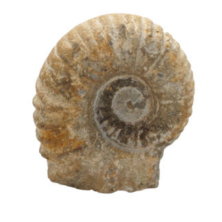 Stone Ammonite Fossil