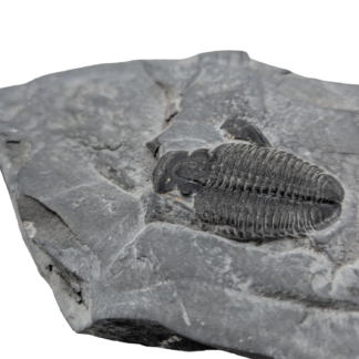 Trilobite Fossil
