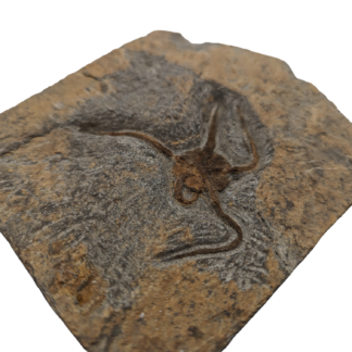 Brittle Star Fish (Ophiura) Fossil