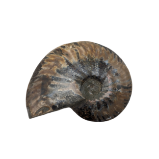 Polished Ammonite - Goniatite Fossil
