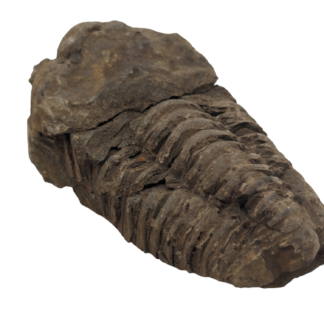 Stone Trilobite