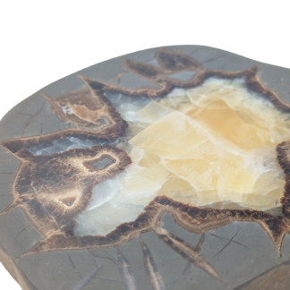 Septarian Slice