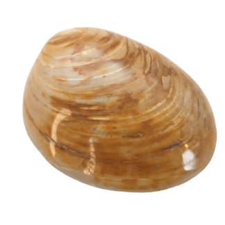 Fossil Clam - Madagascar