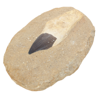 Mosasaur Fossil Tooth in Matrix