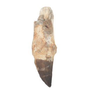 Mosasaur Tooth