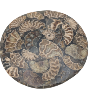 Natural Polished Ammonite Fossil Slice Plate