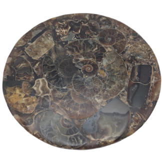 Natural Polished Ammonite Fossil Slice Plate