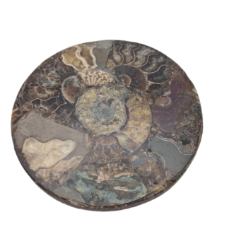 Natural Polished Ammonite Fossil Slice Plate