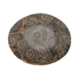 Petoskey Stone