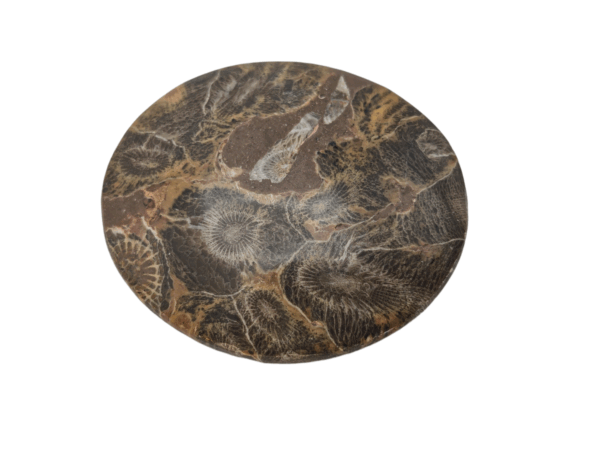 Petoskey Stone