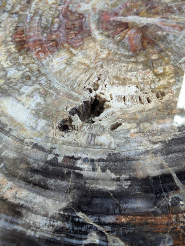 Petrified Wood Table - Image 11