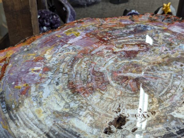 Petrified Wood Table - Image 9