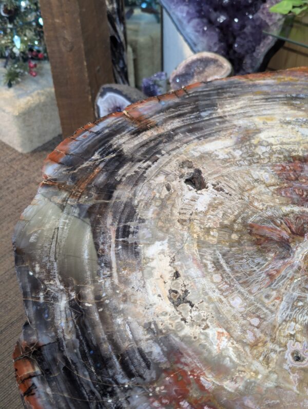 Petrified Wood Table - Image 8