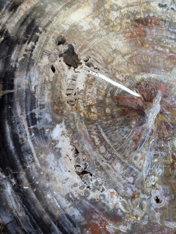 Petrified Wood Table - Image 13