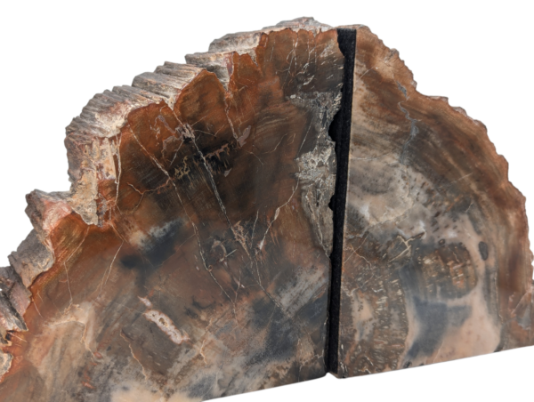 Petrified Wood Bookends - Image 4