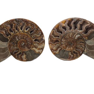 Polished Ammonite - Goniatite Halves