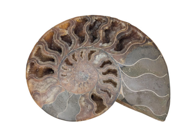 Polished Ammonite - Goniatite Halves - Image 3