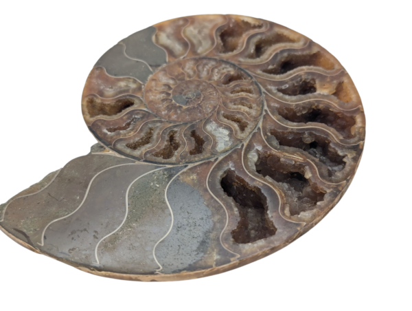 Polished Ammonite - Goniatite Halves - Image 2