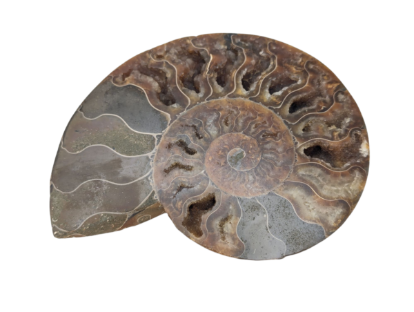 Polished Ammonite - Goniatite Halves - Image 8
