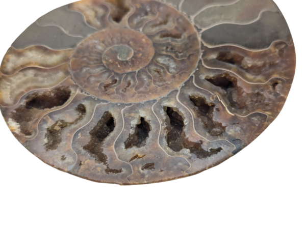 Polished Ammonite - Goniatite Halves - Image 7