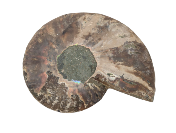Polished Ammonite - Goniatite Halves - Image 6