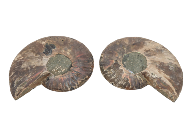 Polished Ammonite - Goniatite Halves - Image 5