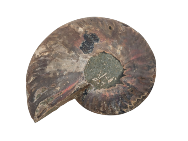 Polished Ammonite - Goniatite Halves - Image 4