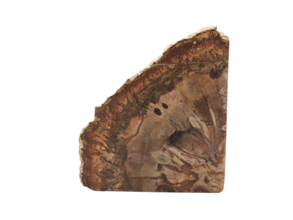 Polished Petrified Wood Slice