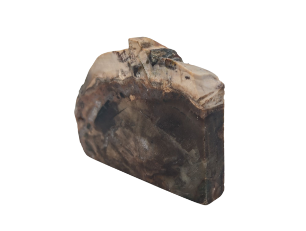 Petrified Wood Polished Slice - Image 2